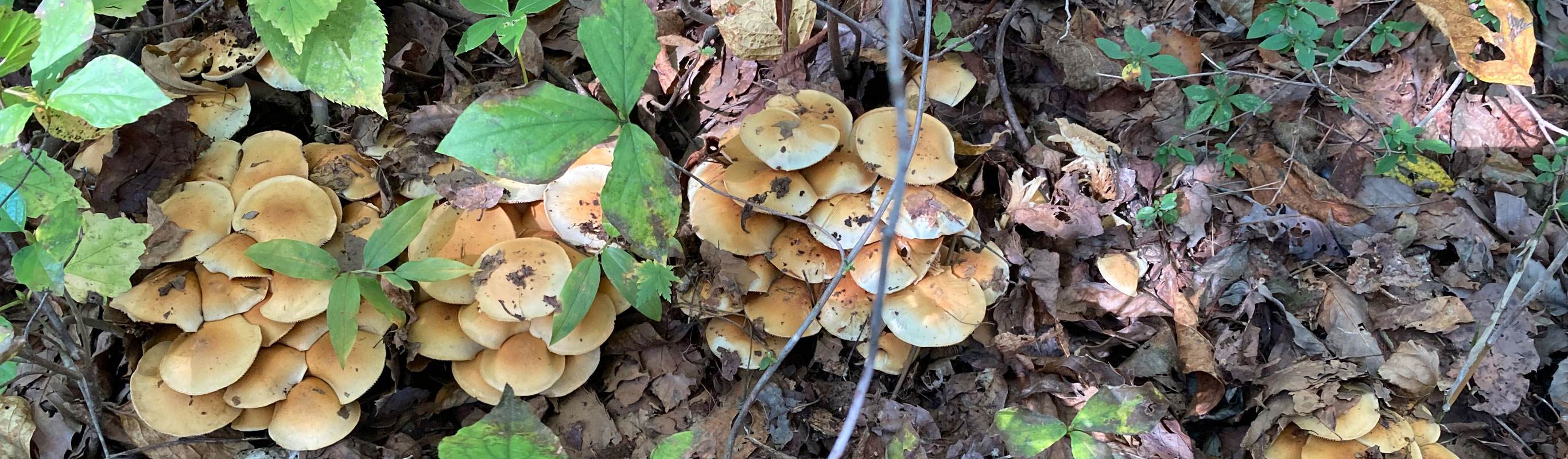 山菜採りイメージ